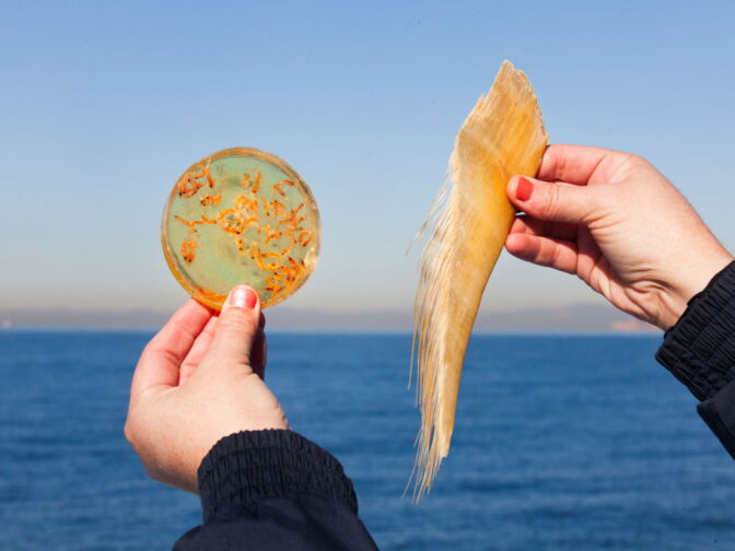 A Marine Biologist shows krill, left, small crustaceans that whales eat with their baleen, right, plates that filter food from the water.