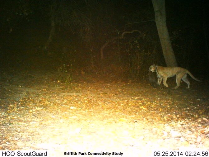A screenshot from a video of mountain lion P-22 taken on May 28th shows the animal carrying prey it appears to have caught.