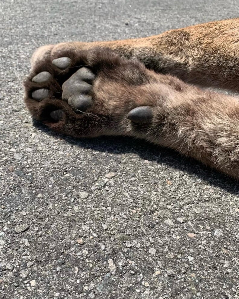 The paws of a mountain lion rest on pavement
