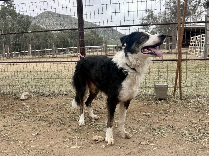 A black and white border collie in front of a corral. 