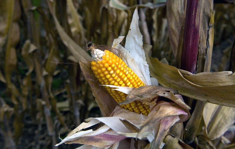 Corn is seen at the Phytogenetic Resources Center of the International Maize and Wheat Improvement Center, in Texcoco, Mexico, on October 28, 2009. 