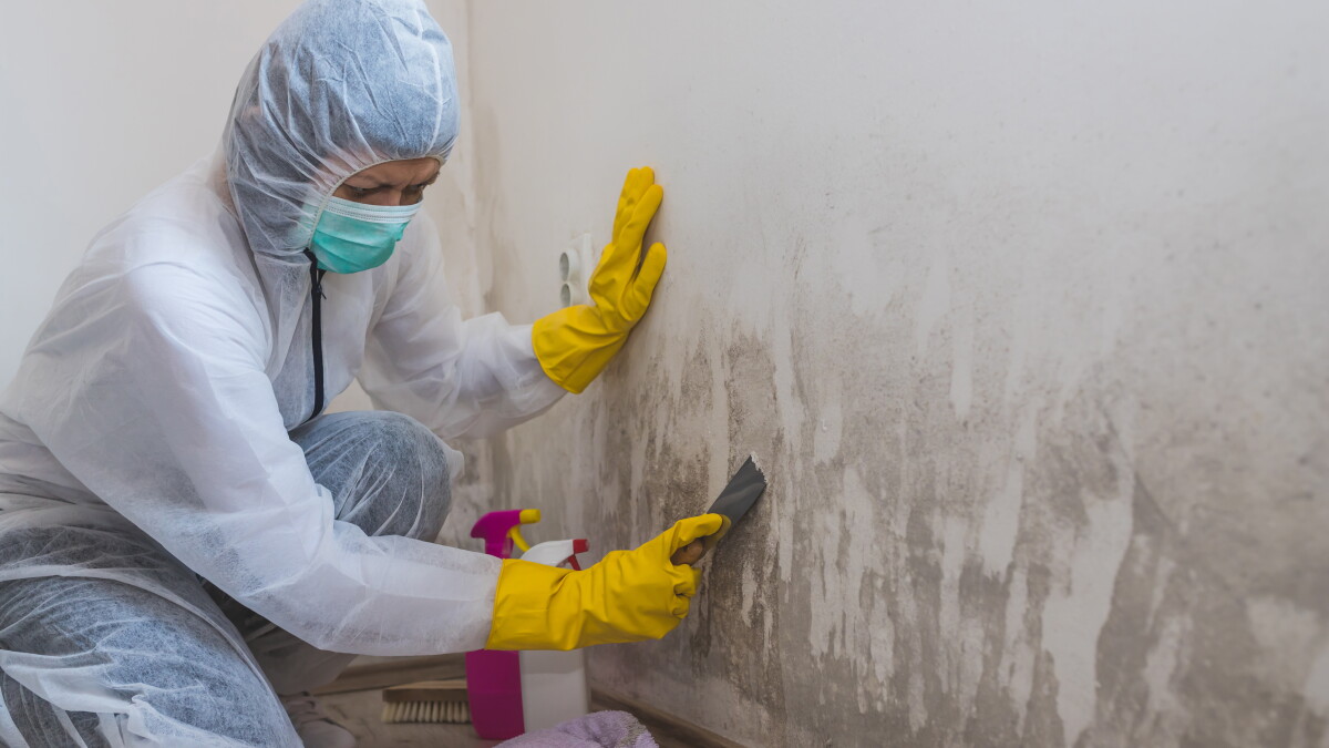 What To Do If You Find Mold In Your Home — Including Your Rights As A Renter - Vimarsana News