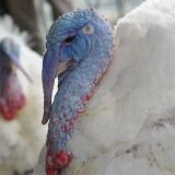 The National Thanksgiving turkey and its alternate are seen during a press conference November 20, 2012 at the W Hotel in Washington, DC. The 19-week-old Virginia-raised turkeys will be pardoned by US President Barack Obama in the annual tradition. They will the spend the holidays on display at George Washington's Mount Vernon estate.