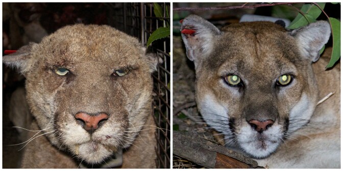 What a difference two years and mange medicine makes! On the left, a photo when mountain lion P-22 was recaptured in March 2014. His health has vastly improved as seen in a photo from his recapture on December 16, 2015.