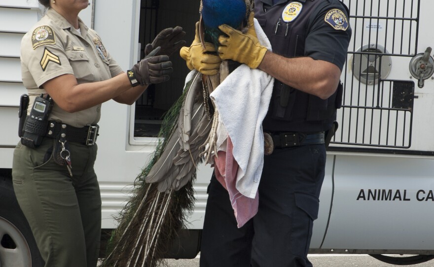 Peacock killings: Another bird found hurt in Rolling Hills Estates | LAist - NPR News for Southern California FM Peacock killings: Another bird found hurt in Rolling Hills Estates | LAist - NPR News for Southern California FM