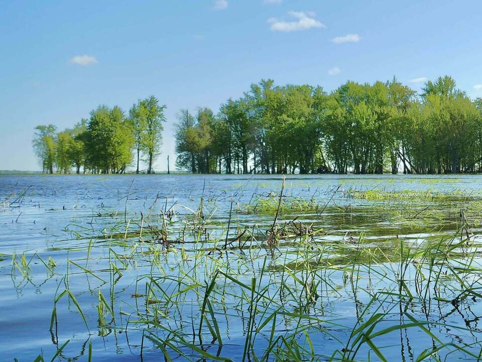 Where the Missisquoi River flows into Lake Champlain, flooded forests offer sanctuary to migrating spring birds.