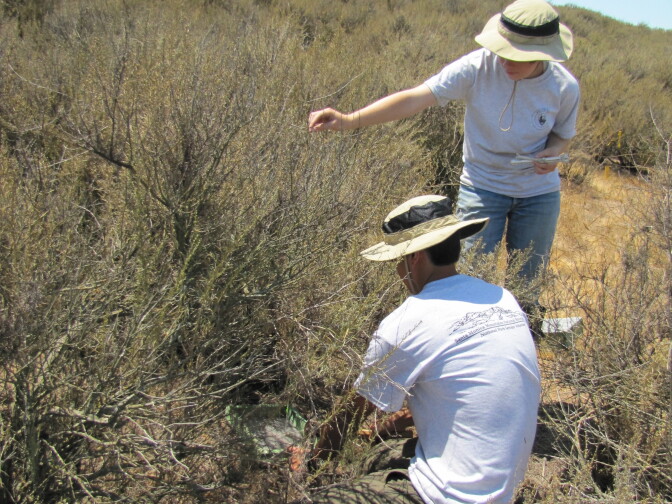 Interns measure plots of California sagebrush that have been injected with various levels of nitrogen as part of a three-year study to learn how air pollution is impacting native plants and fire risk.