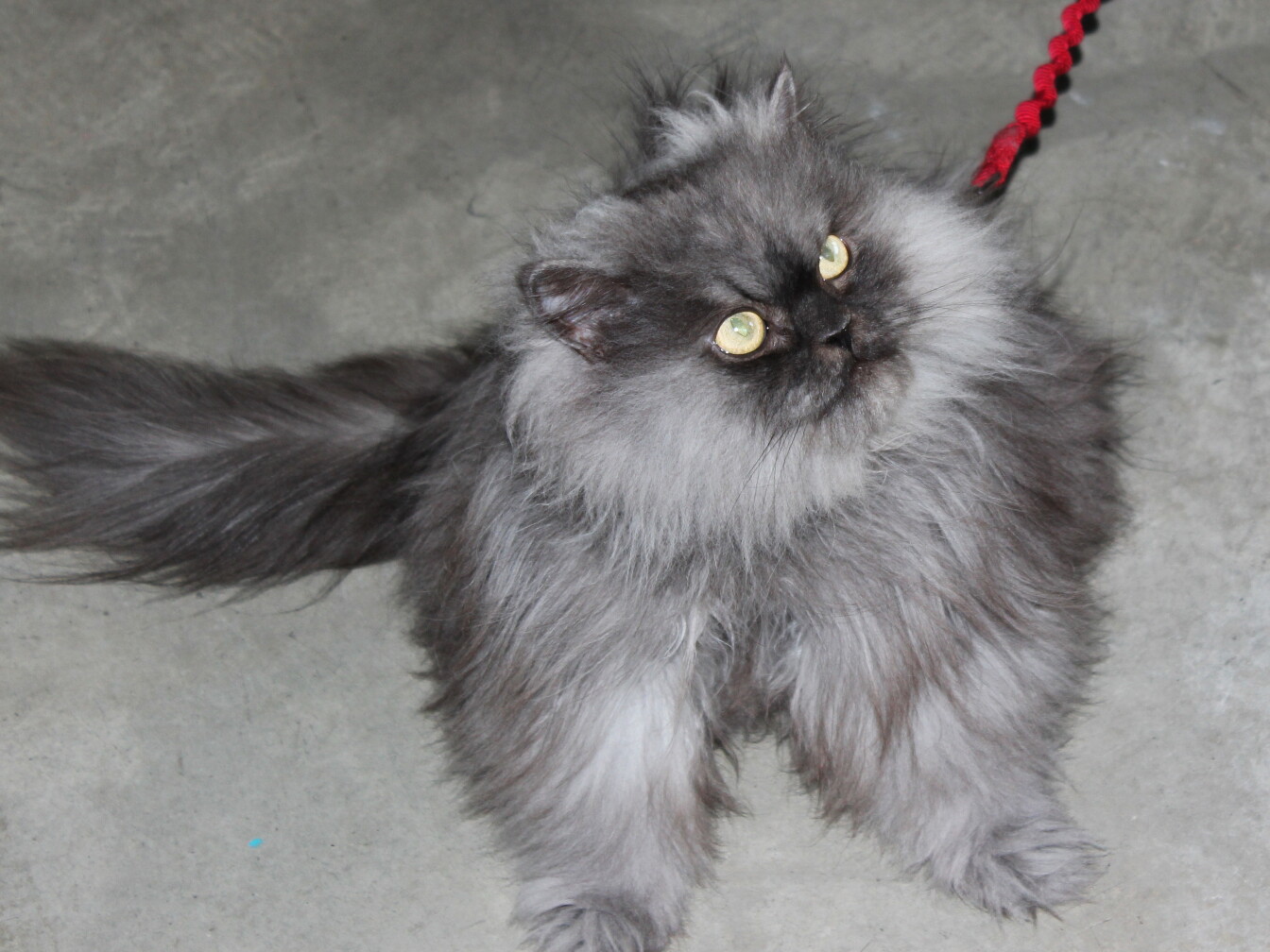 Colonel Meow and the Internet's obsession with cats | LAist