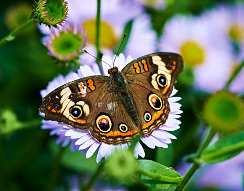 a brown-orange colored butterfly rests on a flower.