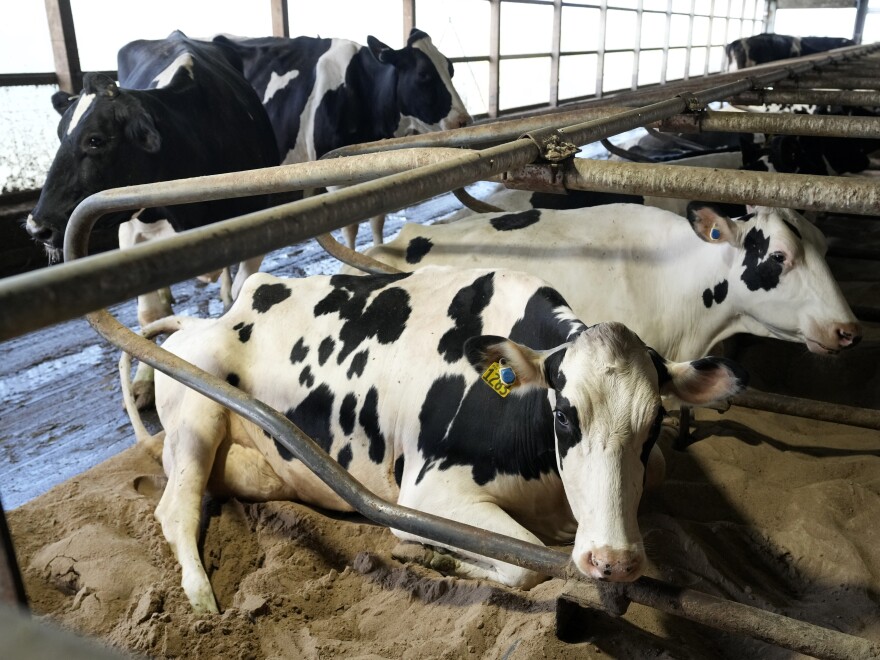 White and black spotted cows are standing side-by-side in a dairy corral.