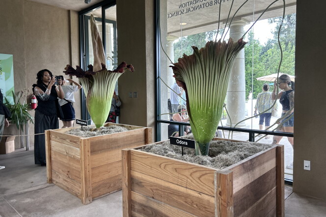 Two large multi-colored blooms are sitting atop wooden boxes. People around them are holding their phones to take pictures.