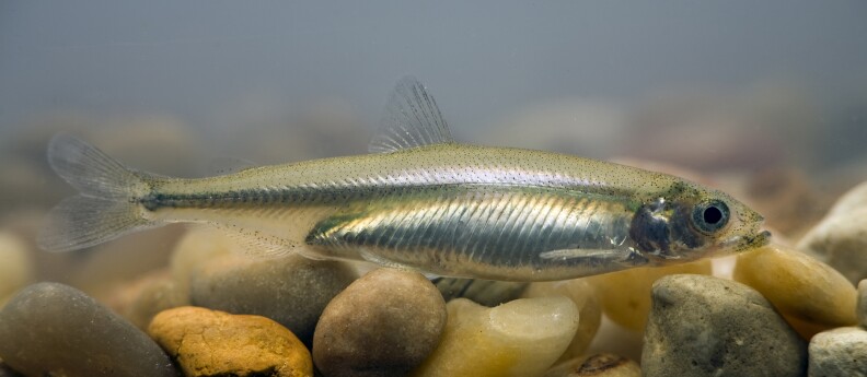 The Delta smelt is around 2 inches long. 