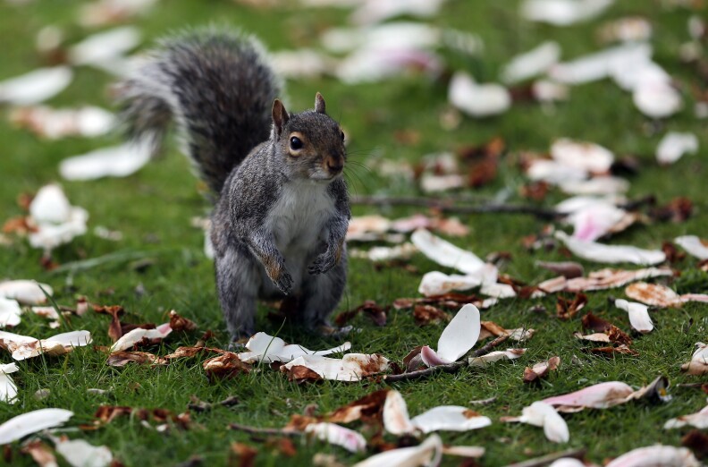 BATH, ENGLAND - APRIL 30:  A squirrel stands among fallen blossom leaves in Royal Victoria Park on April 30, 2013 in Bath, England. After one of the coldest winters on record and a later than normal start to spring, many parts of the UK are finally enjoying warmer temperatures and sunnier spells.  (Photo by Matt Cardy/Getty Images)