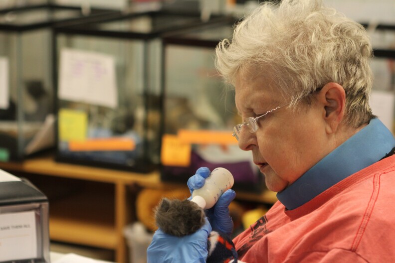 Volunteers bottle feed the smallest kittens every two hours.