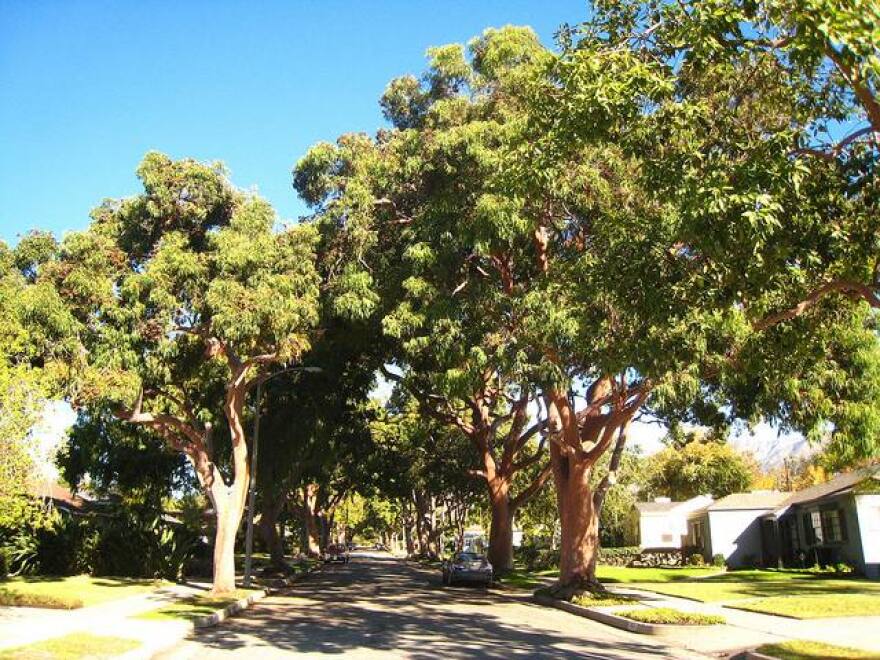 tree-santamonica-urbanforest.jpg