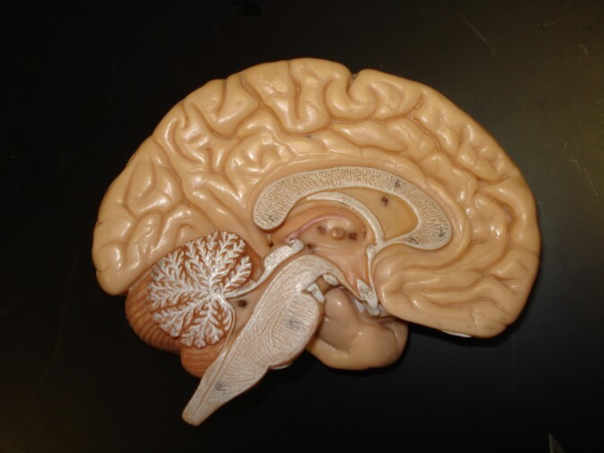 A model showing the inside of the brain, corpus callosum, bran stem, and cerebellum.