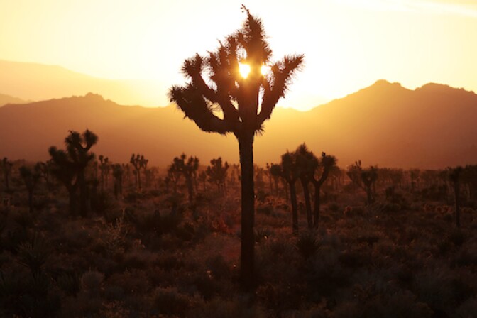 DO NOT USE: The sun sets at Joshua Tree National Park on Thursday, May 29, 2014. Photo taken at Boy Scout Trail head. 

