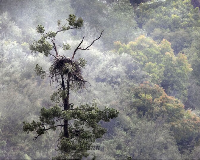 Eagles nest atop a tall tree in the Angeles National Forest