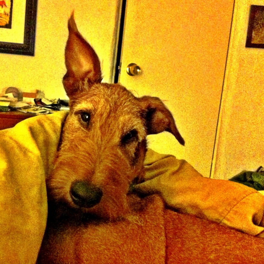 Eoghan the dog hears his master's voice