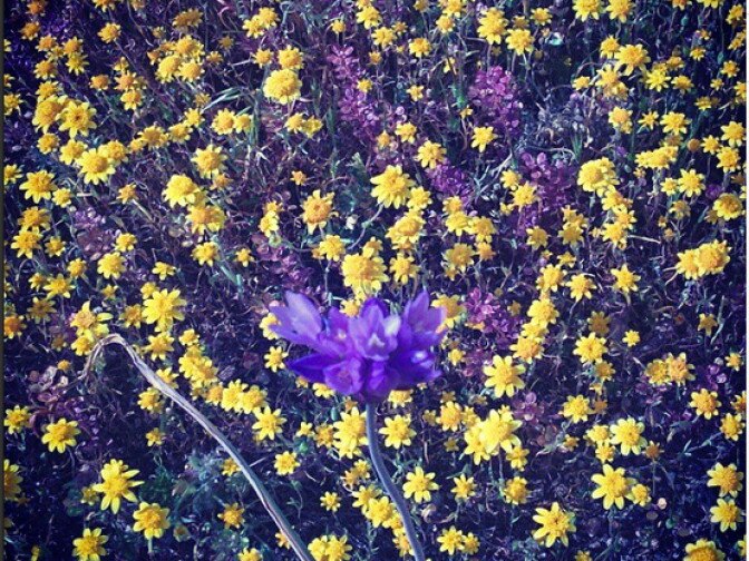 Taken at the Antelope Valley California Poppy Reserve March 16. 
