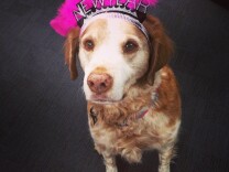 Instagram user "codywearsmanyhats" says: "New year, new me. This year I will spend less time begging for treats. Can I have a treat please?"