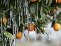 Icicles created by drip irrigation are illuminated by a cars headlights as they hang from an orange tree January 17, 2007 in Orange Cove, California. California governor Arnold Schwarzenegger declared a state of emergency as an estimated 70% of California's citrus crops have been damaged by a severe cold snap that is bringing below freezing tempuratures to California's central valley. The cold is expected to continue through January 21. 