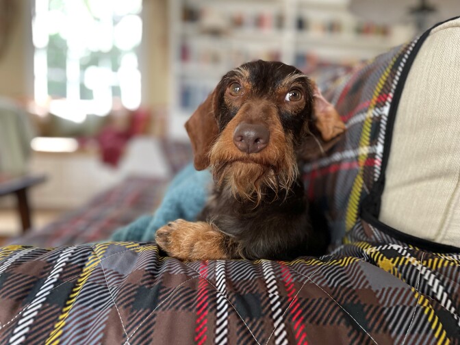 A dog stares into the camera while resting on a couch