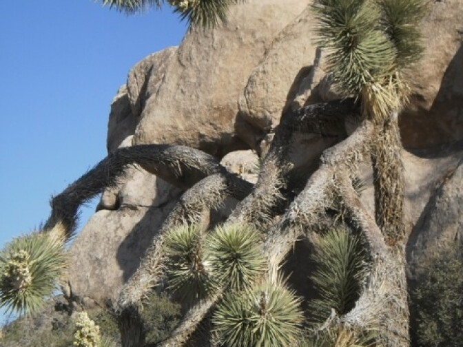 Marie MacLean submitted this photo of a Joshua Tree after visiting Joshua Tree National Park for the first time in April 2013. 