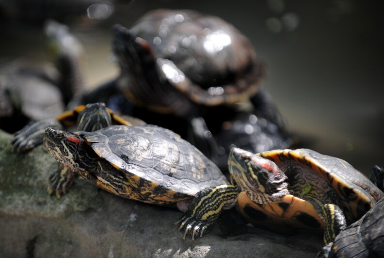 Several red-eared slider turtles sit on a rock in an enclosure.