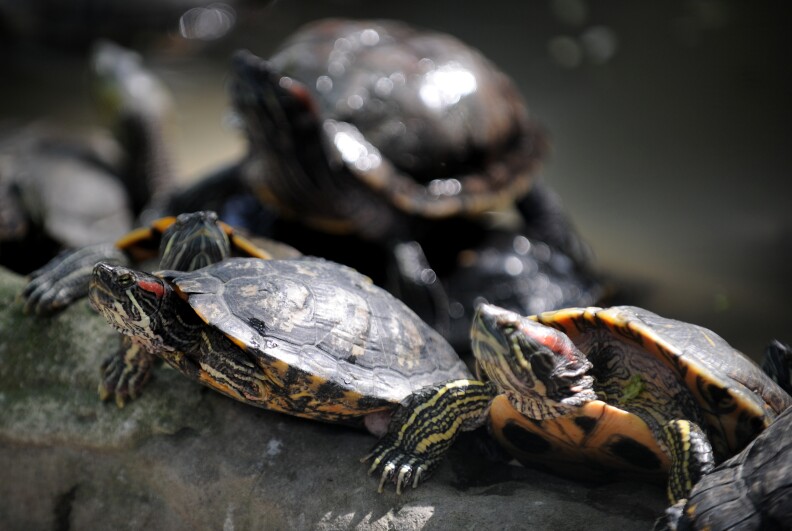 Several red-eared slider turtles sit on a rock in an enclosure. 