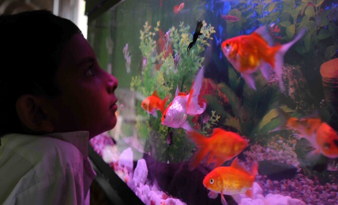A Sri Lankan child looks at a fish tank in Colombo on October 12, 2010. AFP PHOTO/ Lakruwan WANNIARACHCHI (Photo credit should read LAKRUWAN WANNIARACHCHI/AFP/Getty Images)