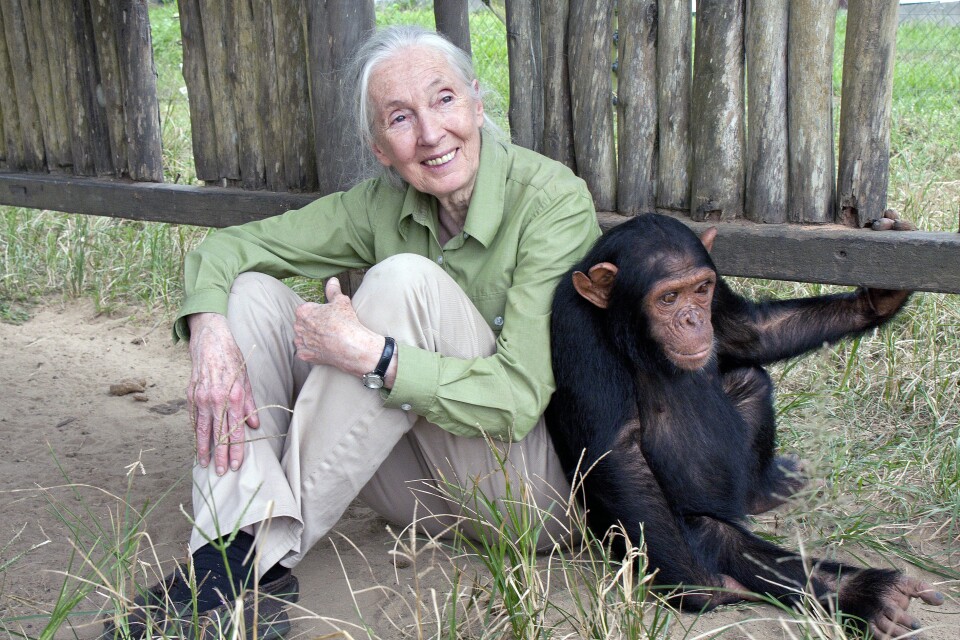 Jane Goodall with Motambo, an orphan at the JGI Tchimpounga Chimpanzee Rehabilitation Center.