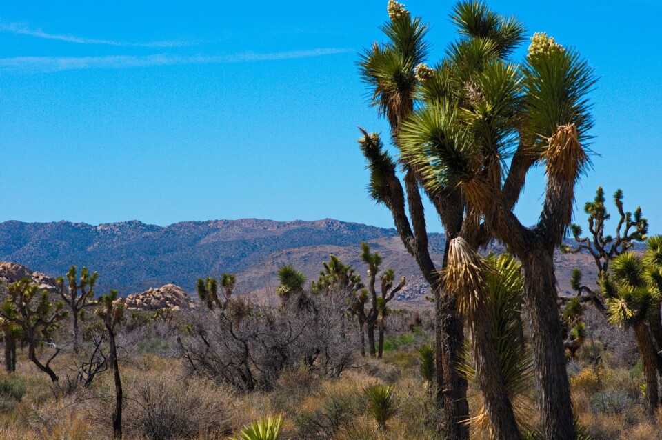 Joshua trees in bloom at Joshua Tree National Park on April 6, 2013.