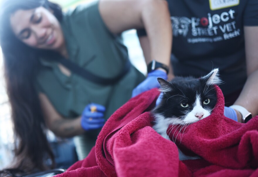A black and white cat wrapped in a red blanket is receiving veterinary care from two people.