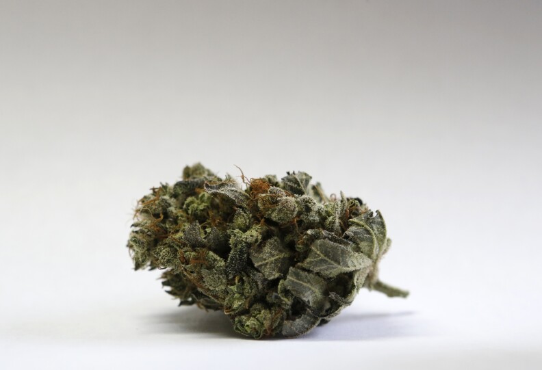 A marijuana bud is seen at a medical marijuana facility in Unity, Maine.