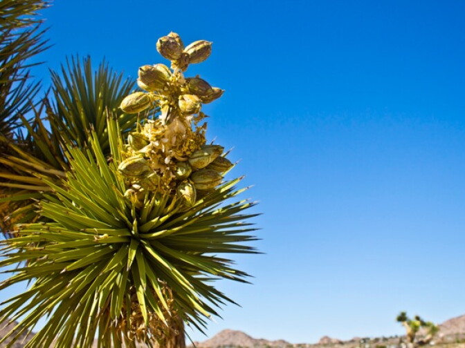 Joshua Tree in bloom at Joshua Tree National Park. Photo submitted by user Nillie De Grakovac. 
