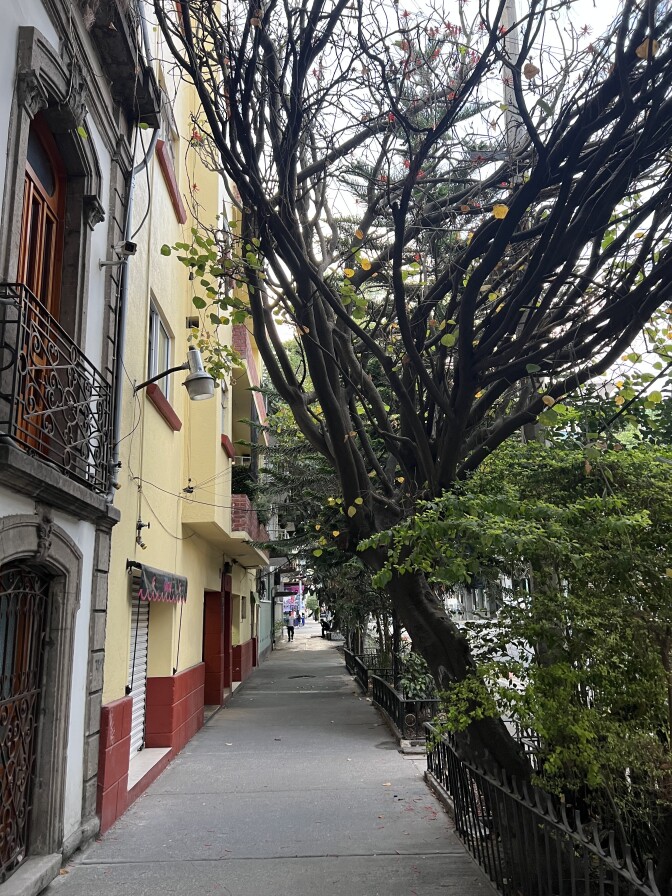 A street with trees and shrubs on the right side and houses and buildings on the left.