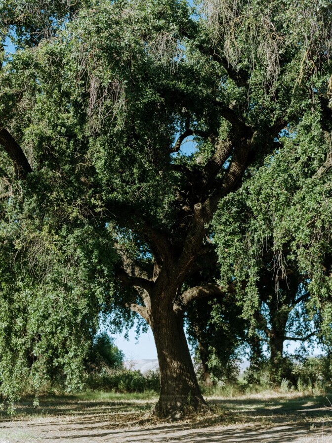 An image shows a tall big oak tree 