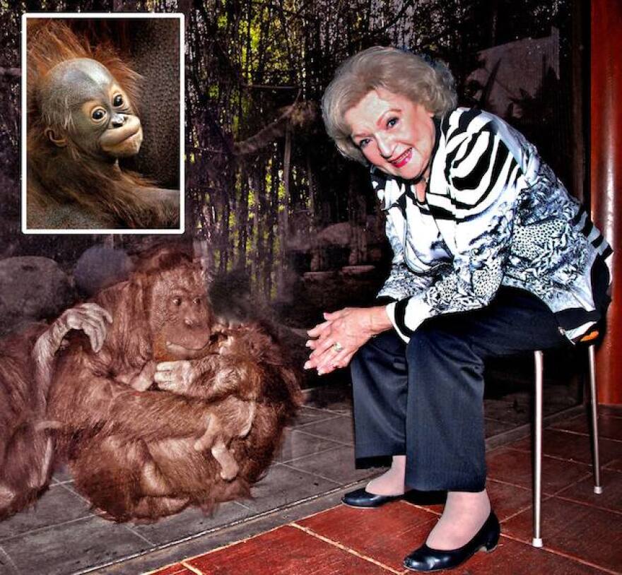 betty-white-orangutan.jpg