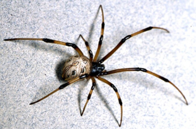 The brown widow spider, Latrodectus geometricus, is believed to be from Africa or South America. Researchers say it is expanding across California.