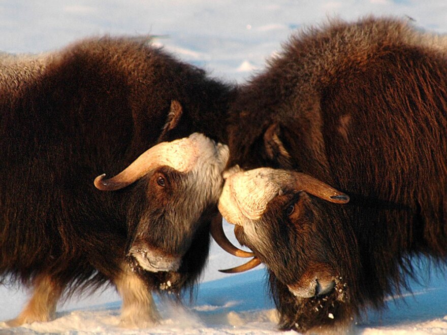 Musk oxen clash horns in a battle for dominance on Alaska's Seward Peninsula. Researchers suspect that herds of reindeer, musk oxen and other Arctic animals may face starvation as a warming climate affects their ability to access food.