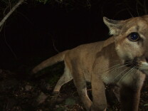 Researchers have been tracking P-32, pictured above, since he was four weeks old. He was outfitted with a GPS tracking collar in December 2014.
