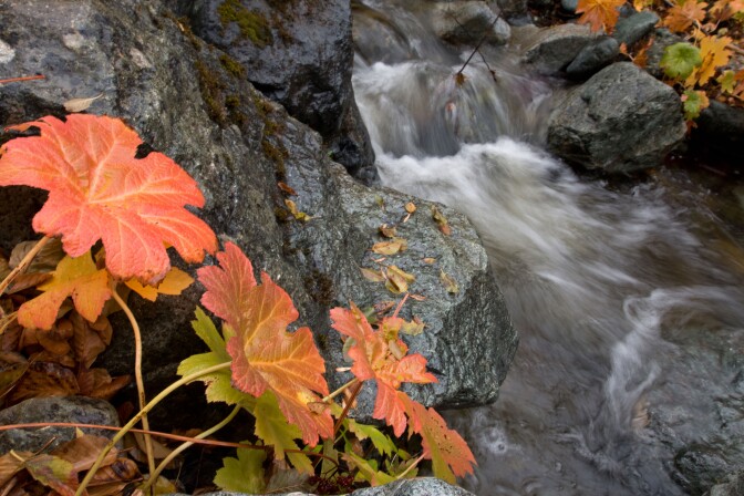 Reddening leaves from a shrub are seen next to a rocky creek.