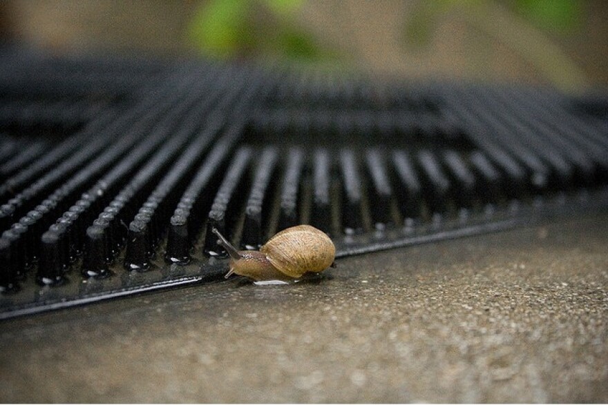 rain_snail_mat.jpg