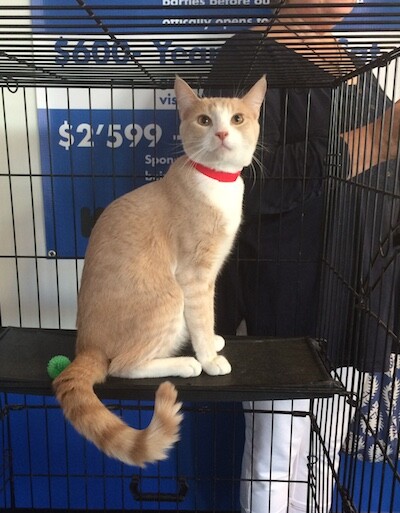 One cat wakes up to explore his kennel. All cats are adoptable through the Best Friends Animal Society.