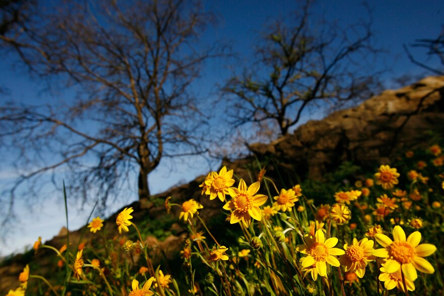 Wildflowers bloom among trees that burned in the 2007 Poomacha Fire on the Rincon Indian Reservation in northern San Diego County.