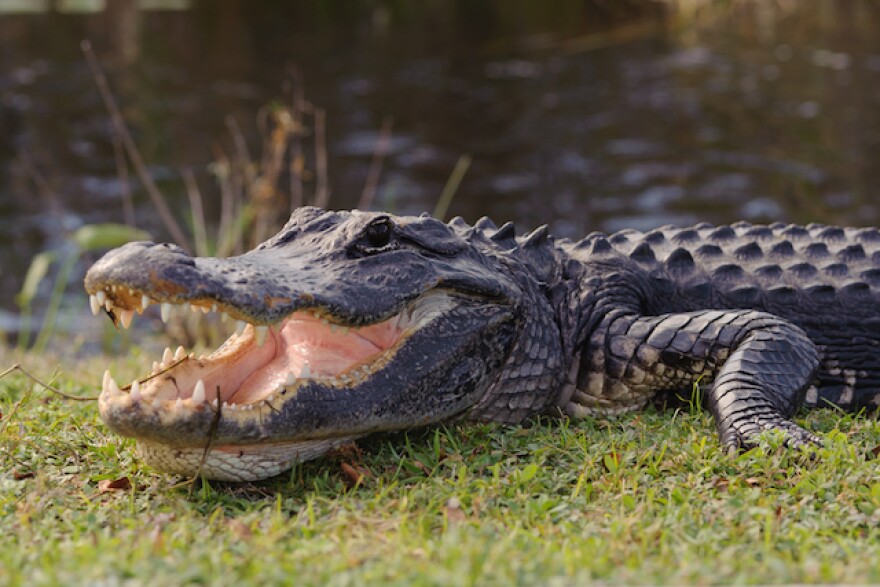 alligator.jpg