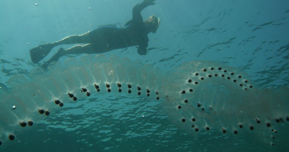 Strange gelatinous sea creatures wash up on Washington coast LAist