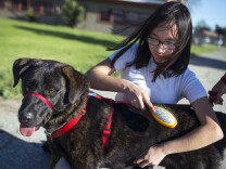 Seventh grader Xochilt Nuñez brushes Rockwell during spcaLA's humane education after-school program at Bunche Middle School in Compton on Tuesday afternoon, March 8, 2016. Students are paired with canines as part of an after school program called "Teaching Love and Compassion."