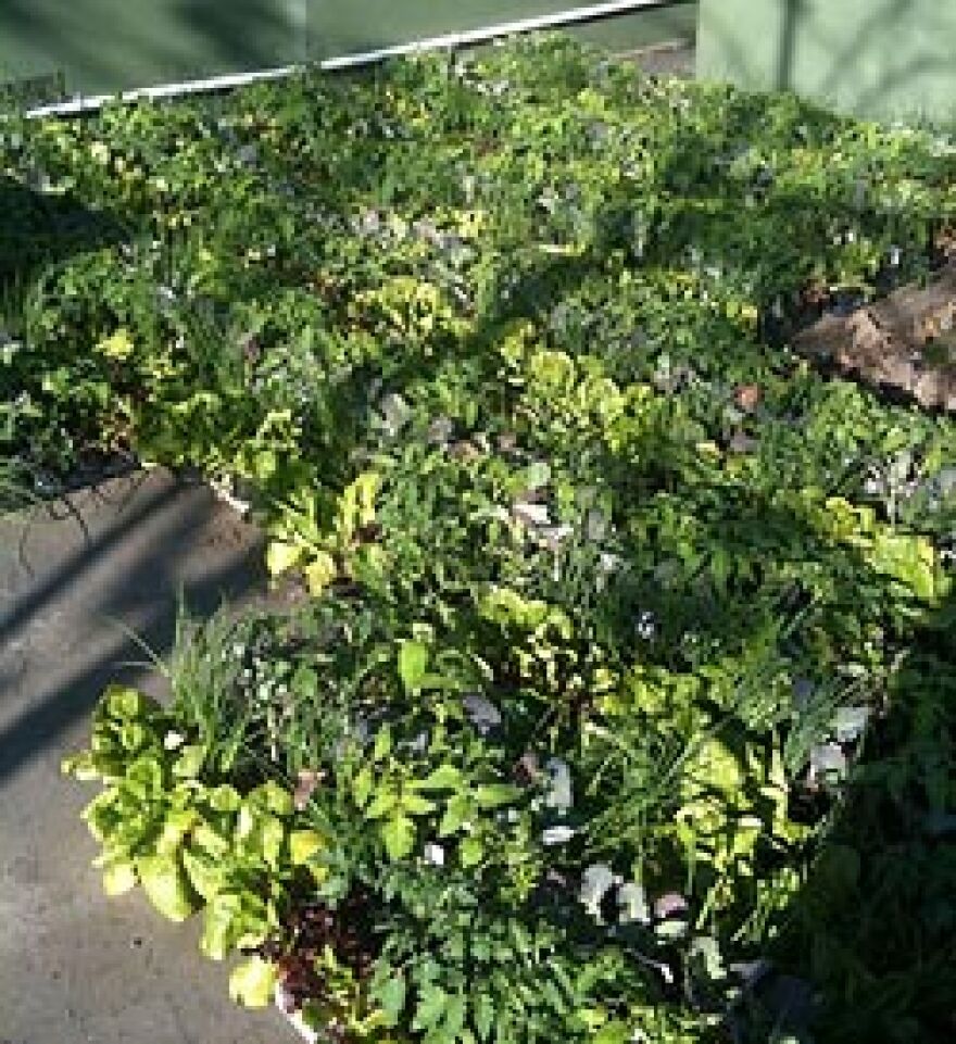 altman_seedlings.jpg